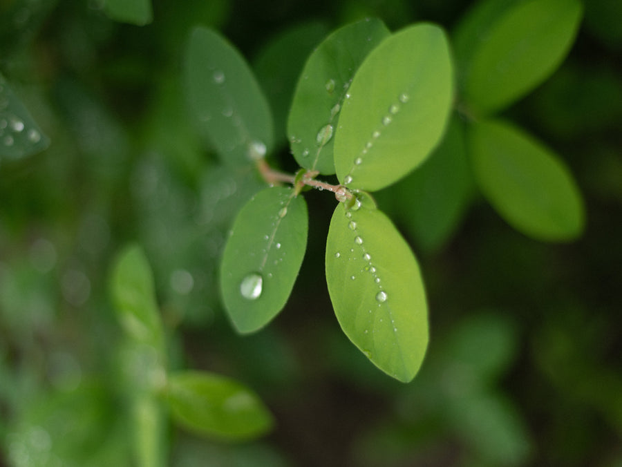 Lorem ipsum dolor sit amet, consectetur adipiscing elit