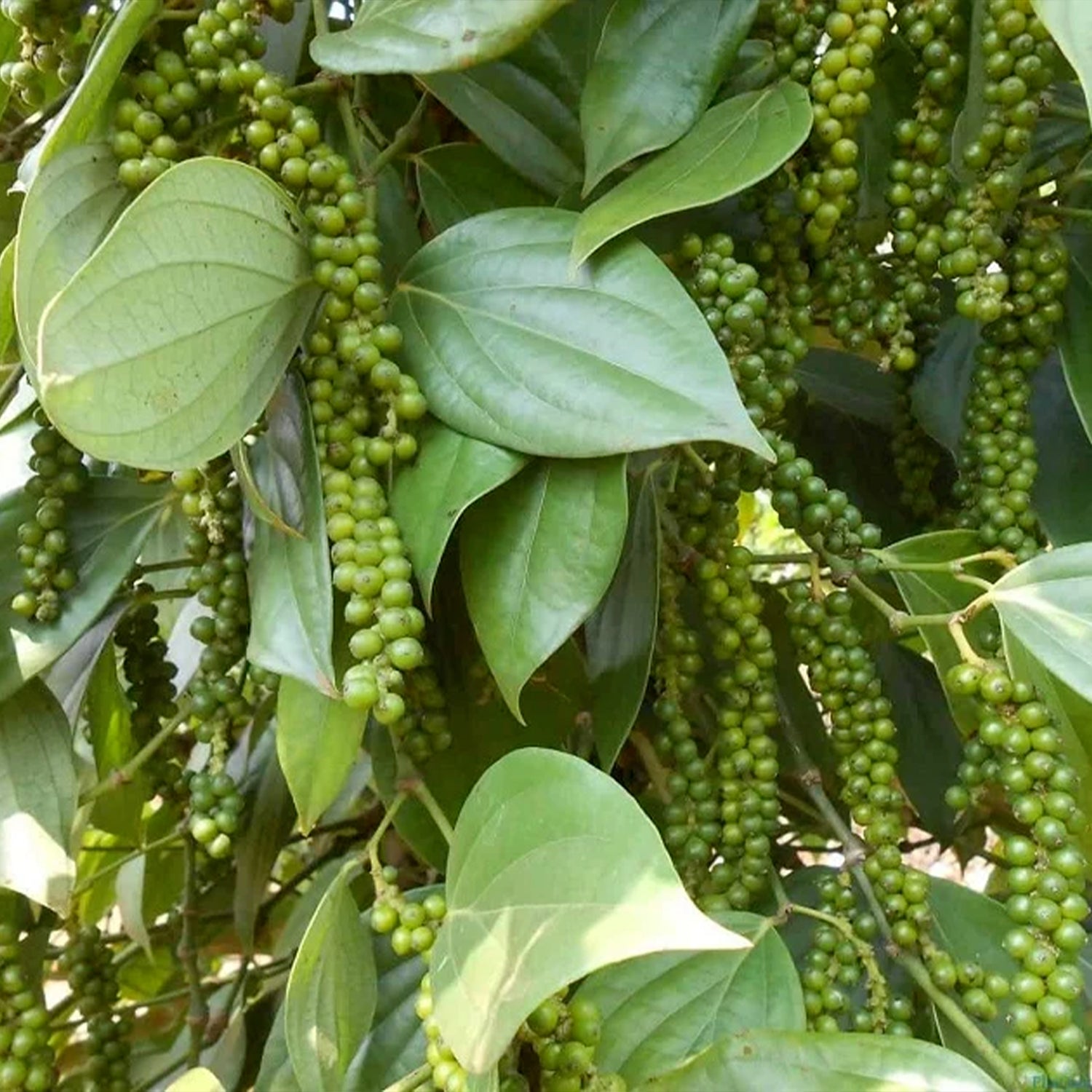 Чорний перець Фу Куок