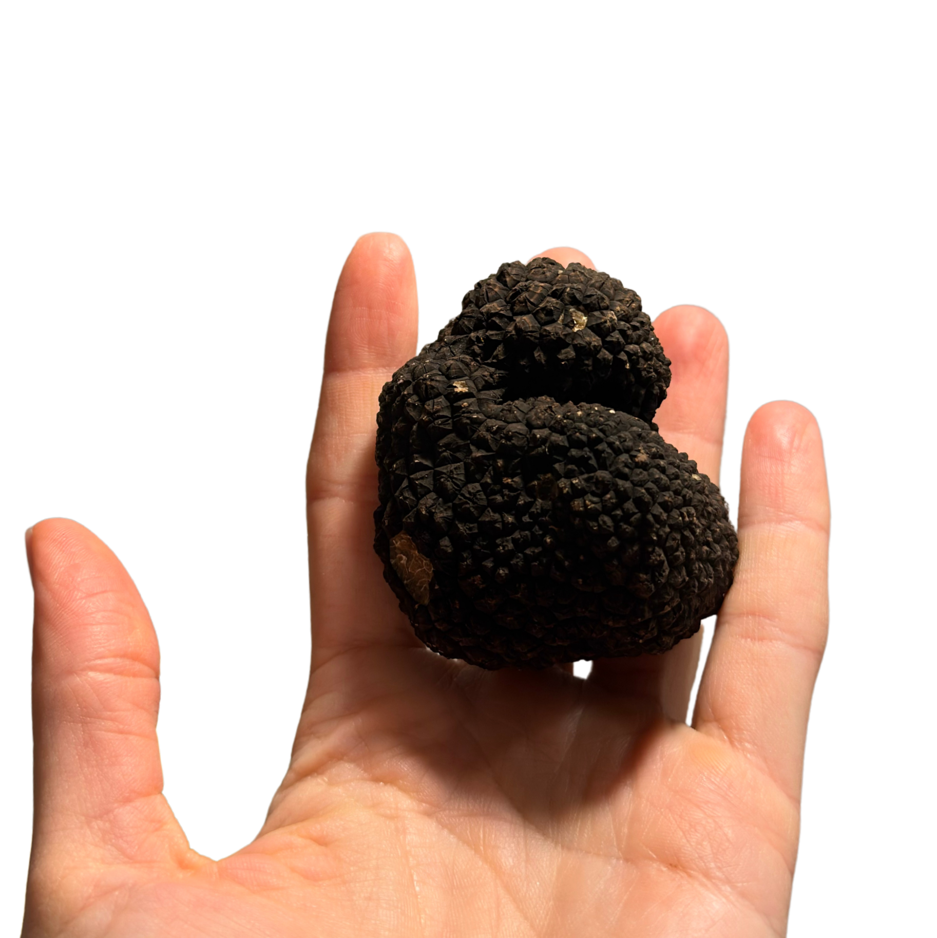 Свіжий літній чорний трюфель —Tuber aestivum (Італія)