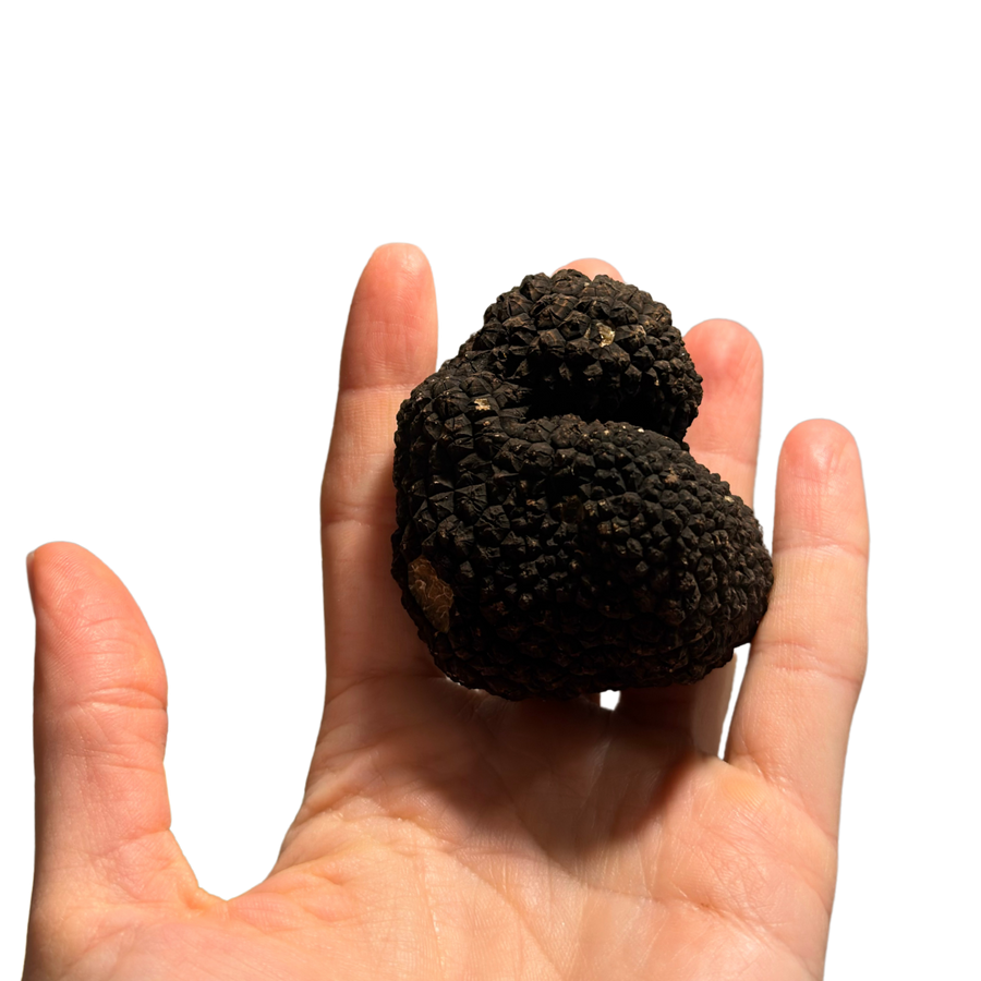 Свіжий літній чорний трюфель —Tuber aestivum (Італія)
